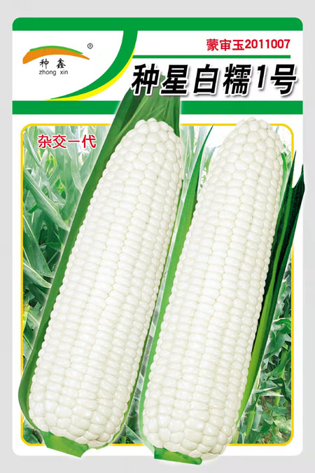 種星白糯1號-大.jpg
